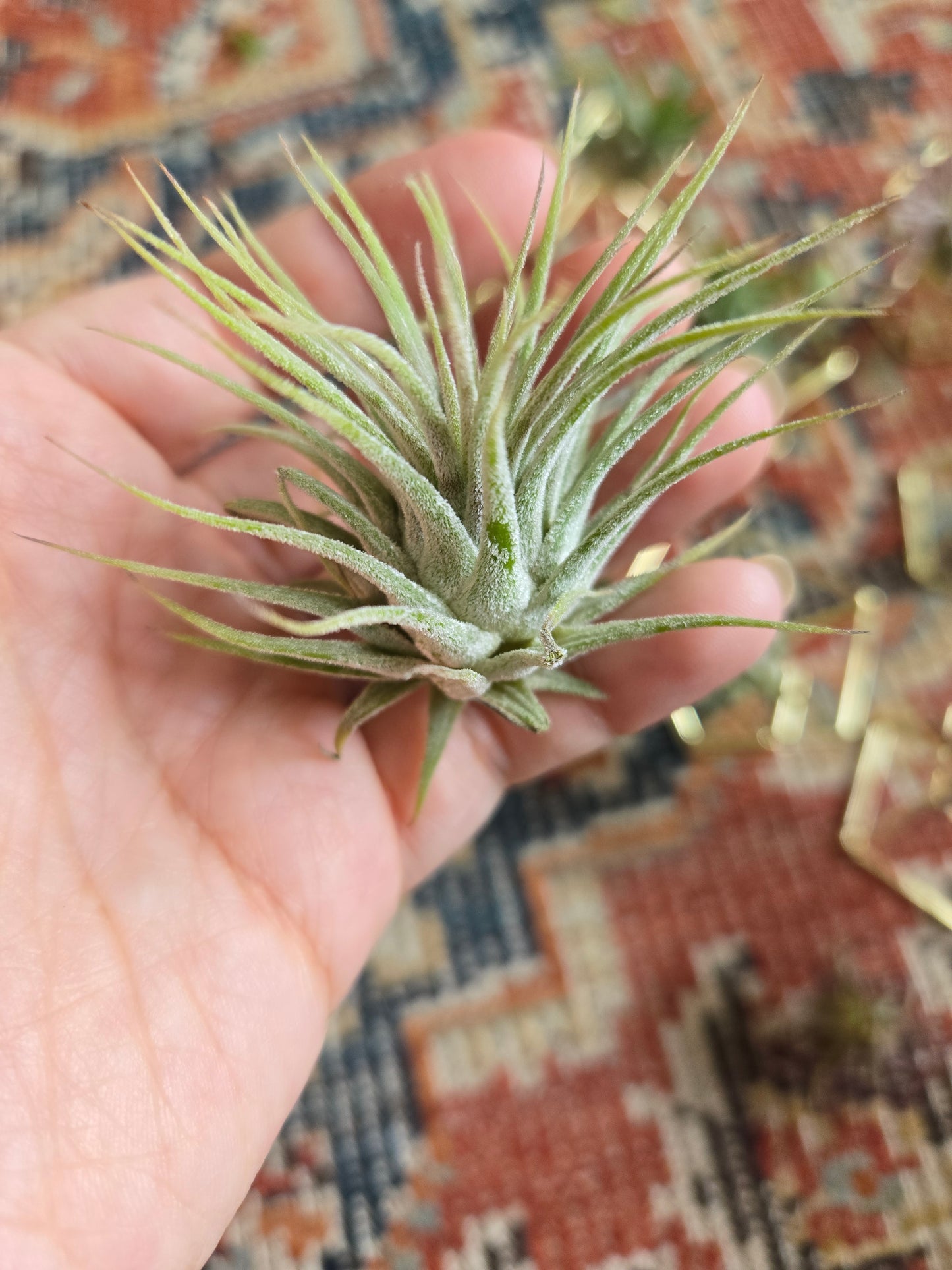 Air Plants