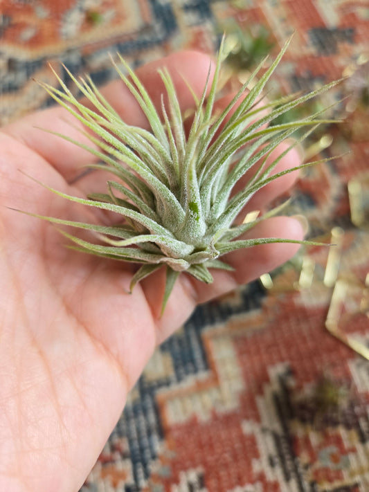 Air Plants