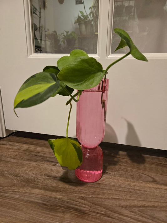 Brazil Philodendron in Pink Vase
