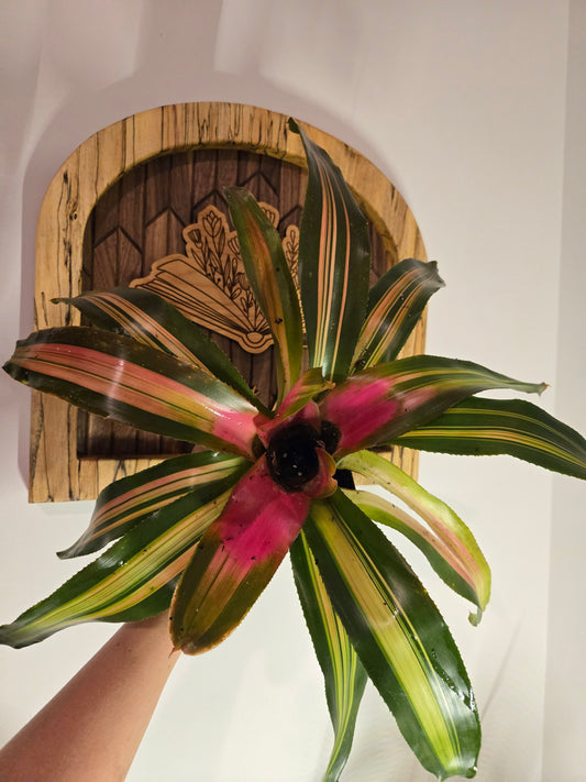 Bromeliad Neoregelia