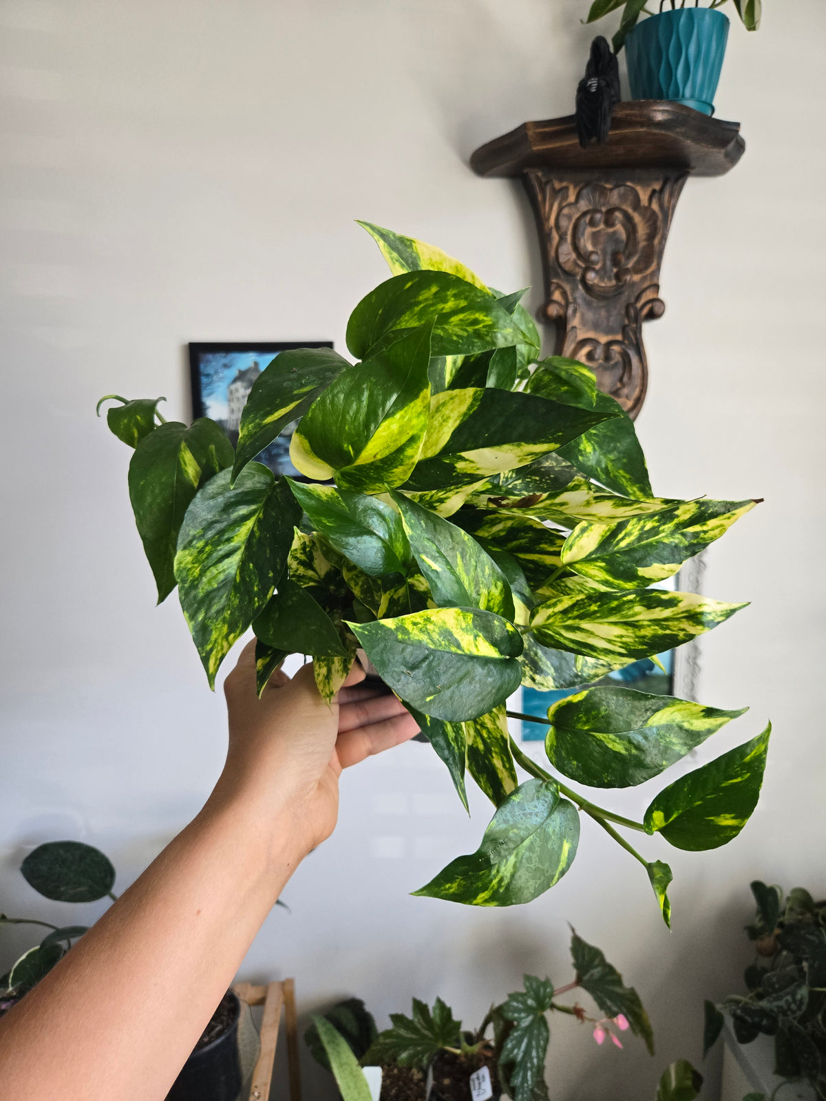 Epipremnum Pinnatum Yellow Flame