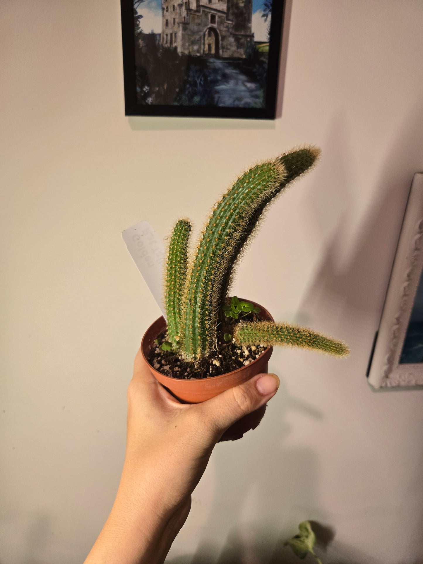 Rattail Succulent