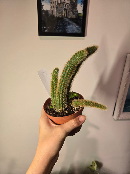 Rattail Succulent