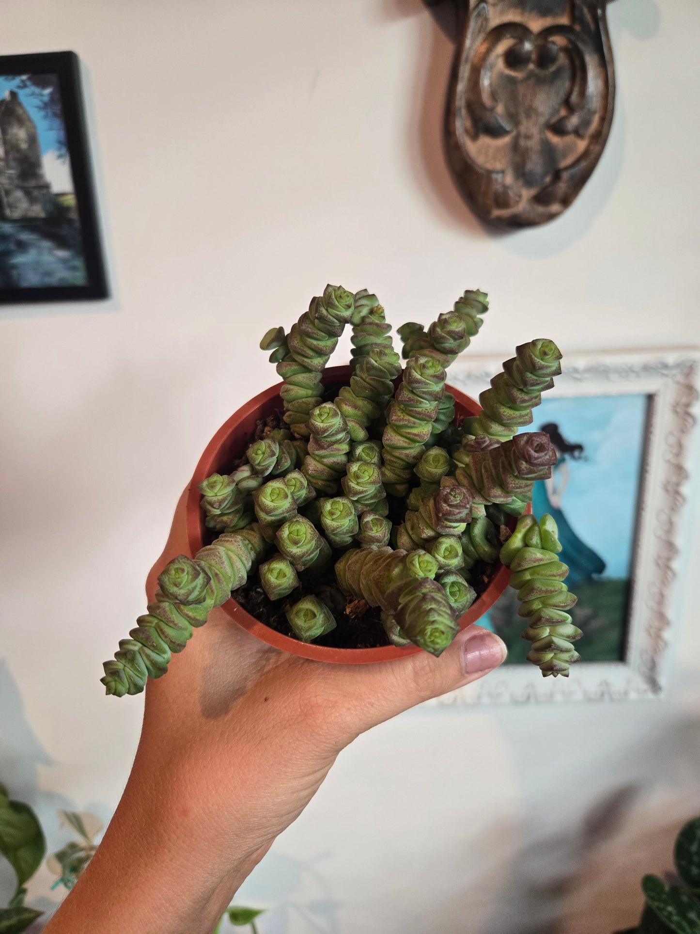 Babies Necklace Succulent