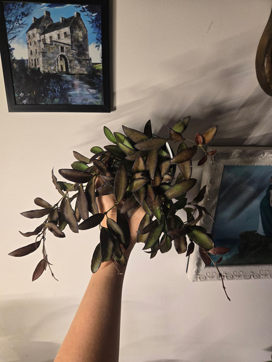 Hoya Rosita