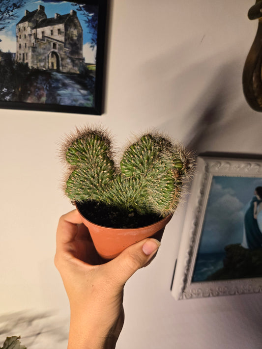 Teddy Bear Cactus
