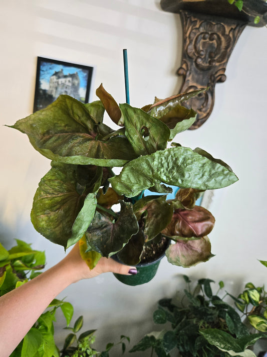 Syngonium Strawberry Ice