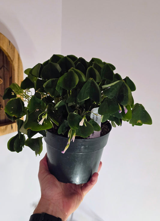 Oxalis Green Shamrock Lavender Flower