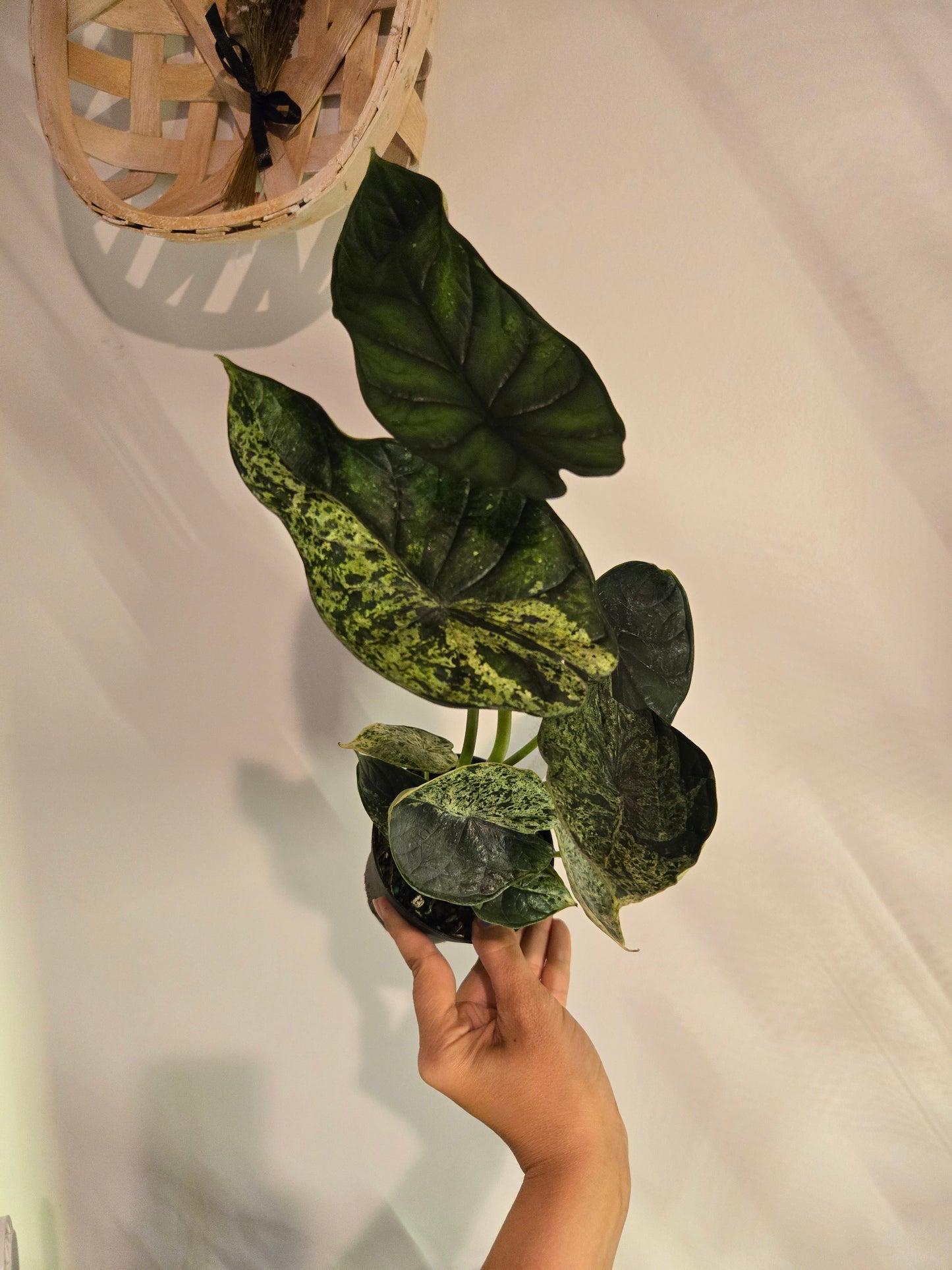 Alocasia Dragon Scale Mint Variegated
