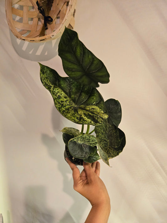 Alocasia Dragon Scale Mint Variegated