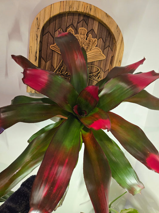 Bromeliad Neoregelia