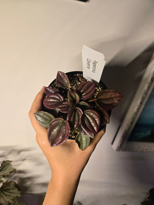 Peperomia Cayenne