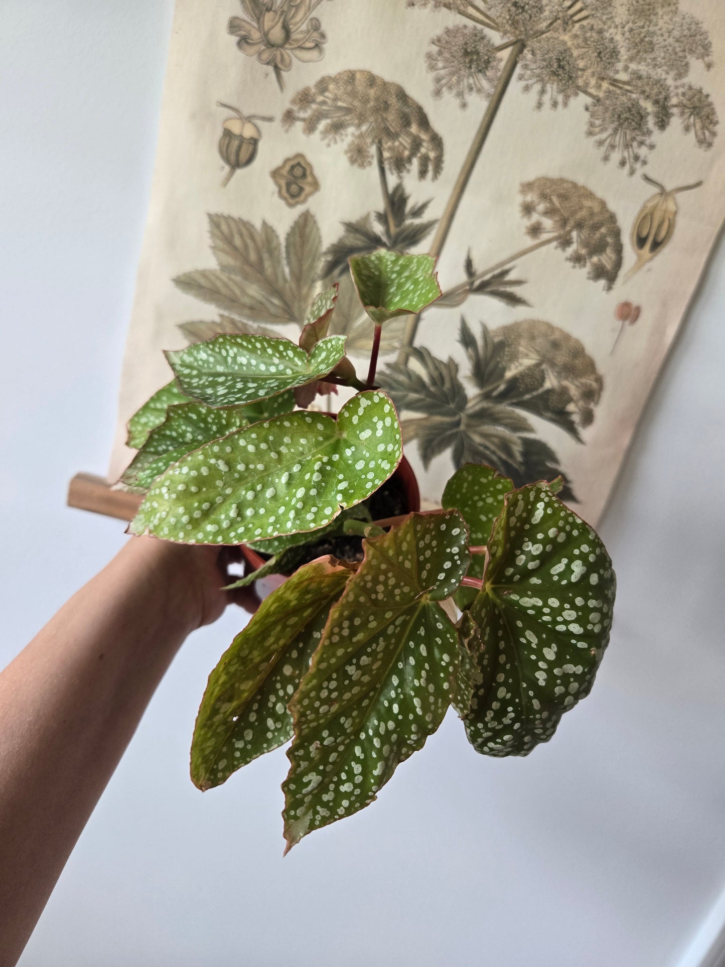 Begonia White Ice