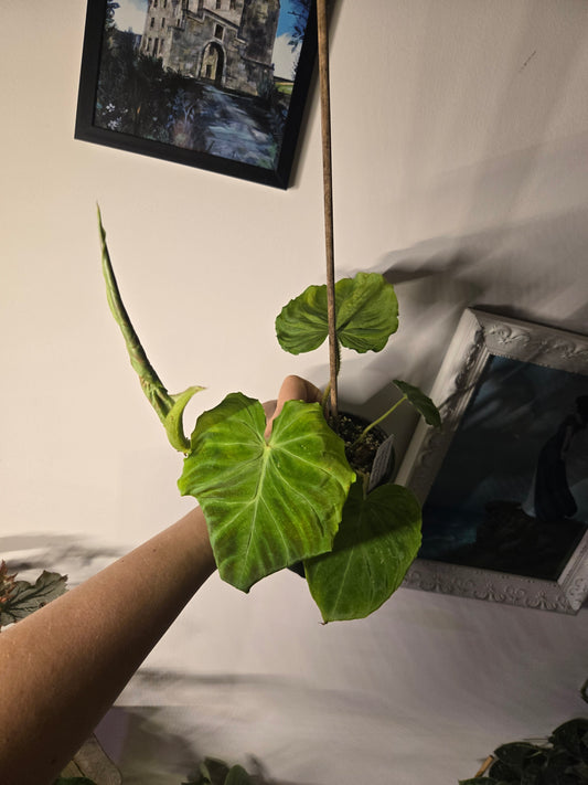 Philodendron Verrucosum Red Back 5 in