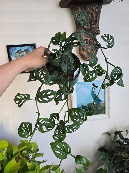 Monstera Esqueleto
