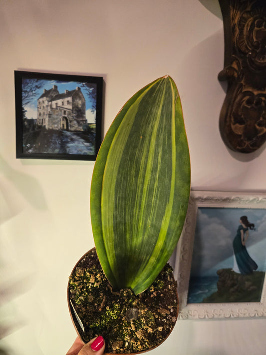 Sansevieria Whalefin Variegated