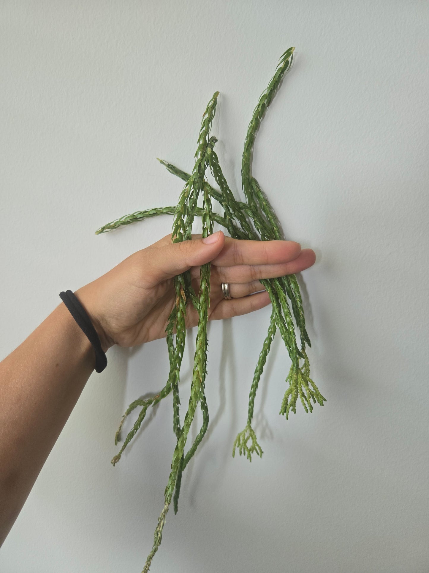 Hang Hong Cuttings