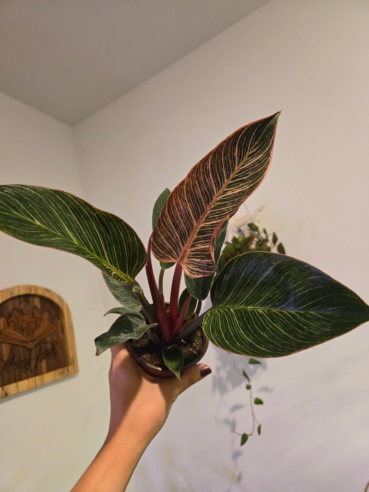 Philodendron Pink Birkin