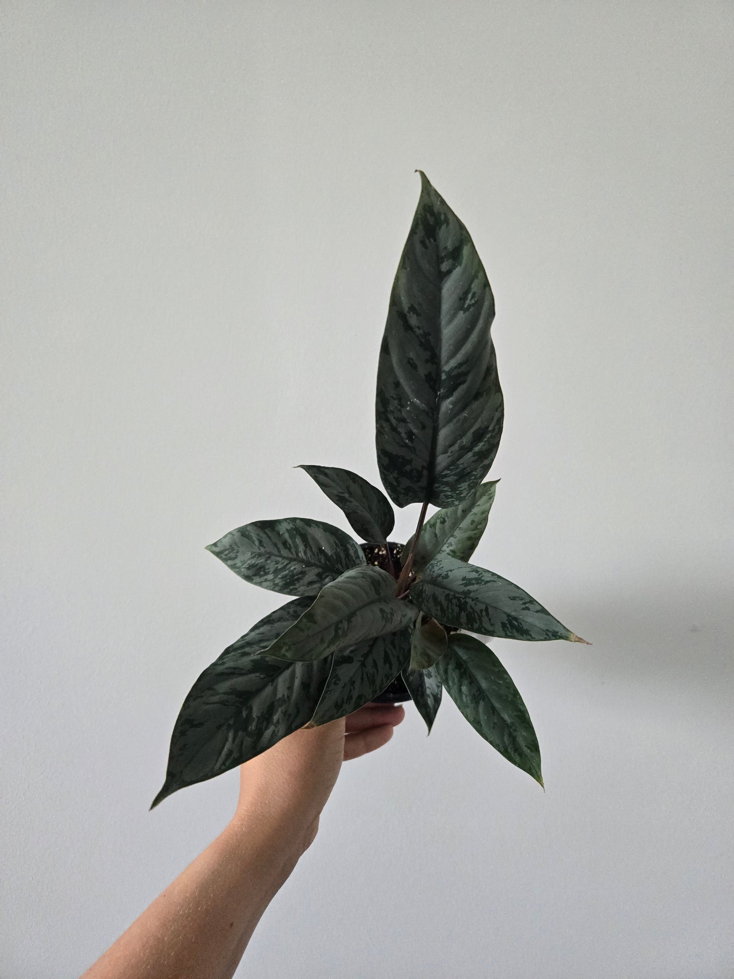 Apoballis Lavallei