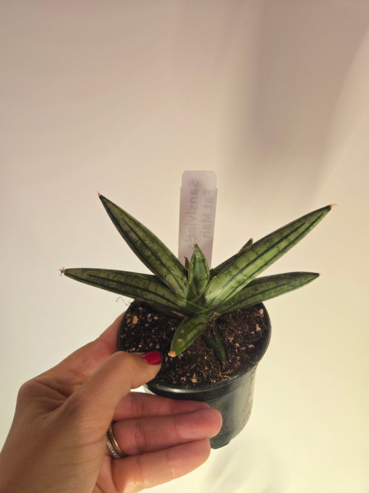 Sanisvieria Fat Man