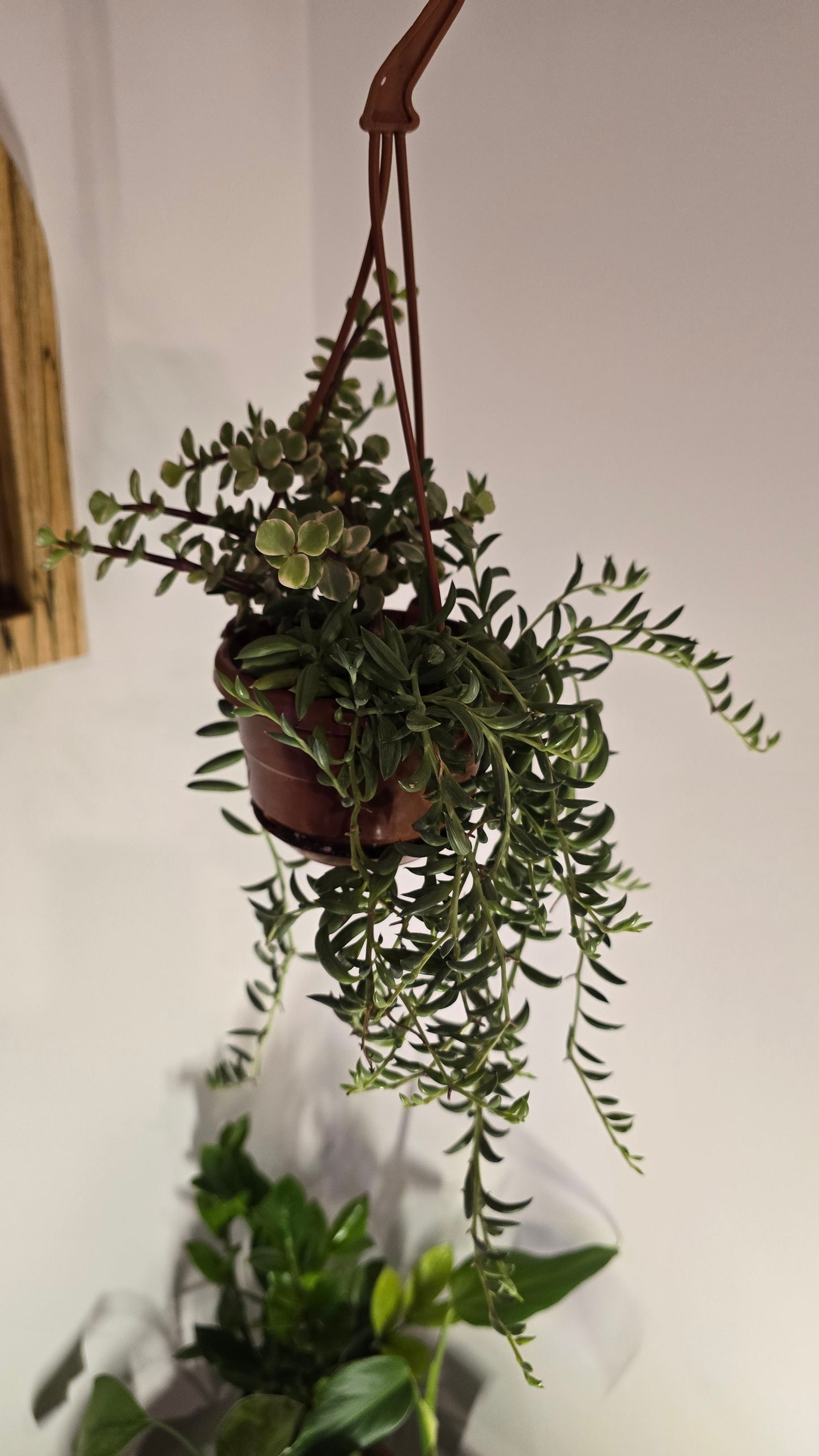 4 in Hanging Basket