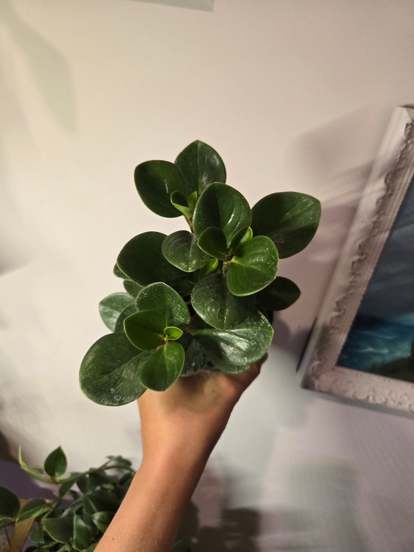 Peperomia Ginny