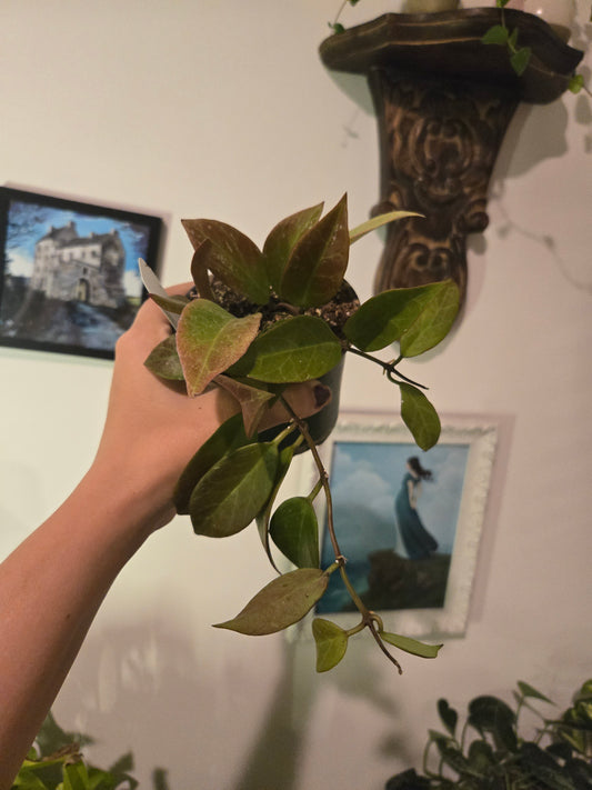 Hoya Sunrise