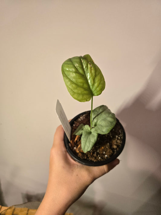 Amydrium Silver Spiderman