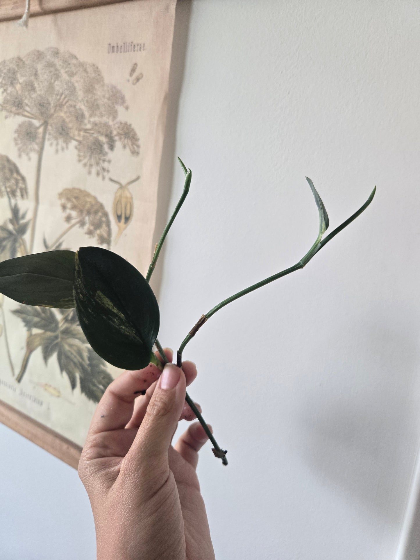 Scindapsus Dark Form Variegated Treubii Starts