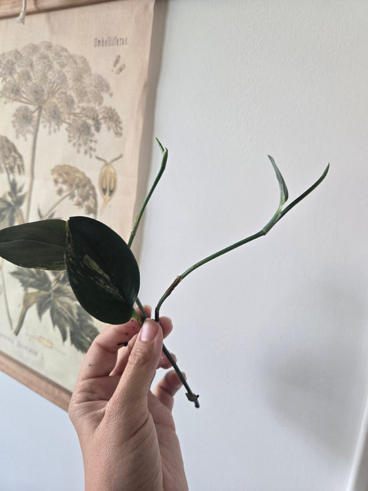 Scindapsus Dark Form Variegated Treubii Starts