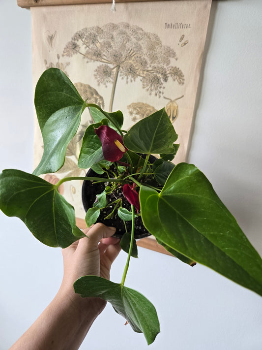 Anthurium Red