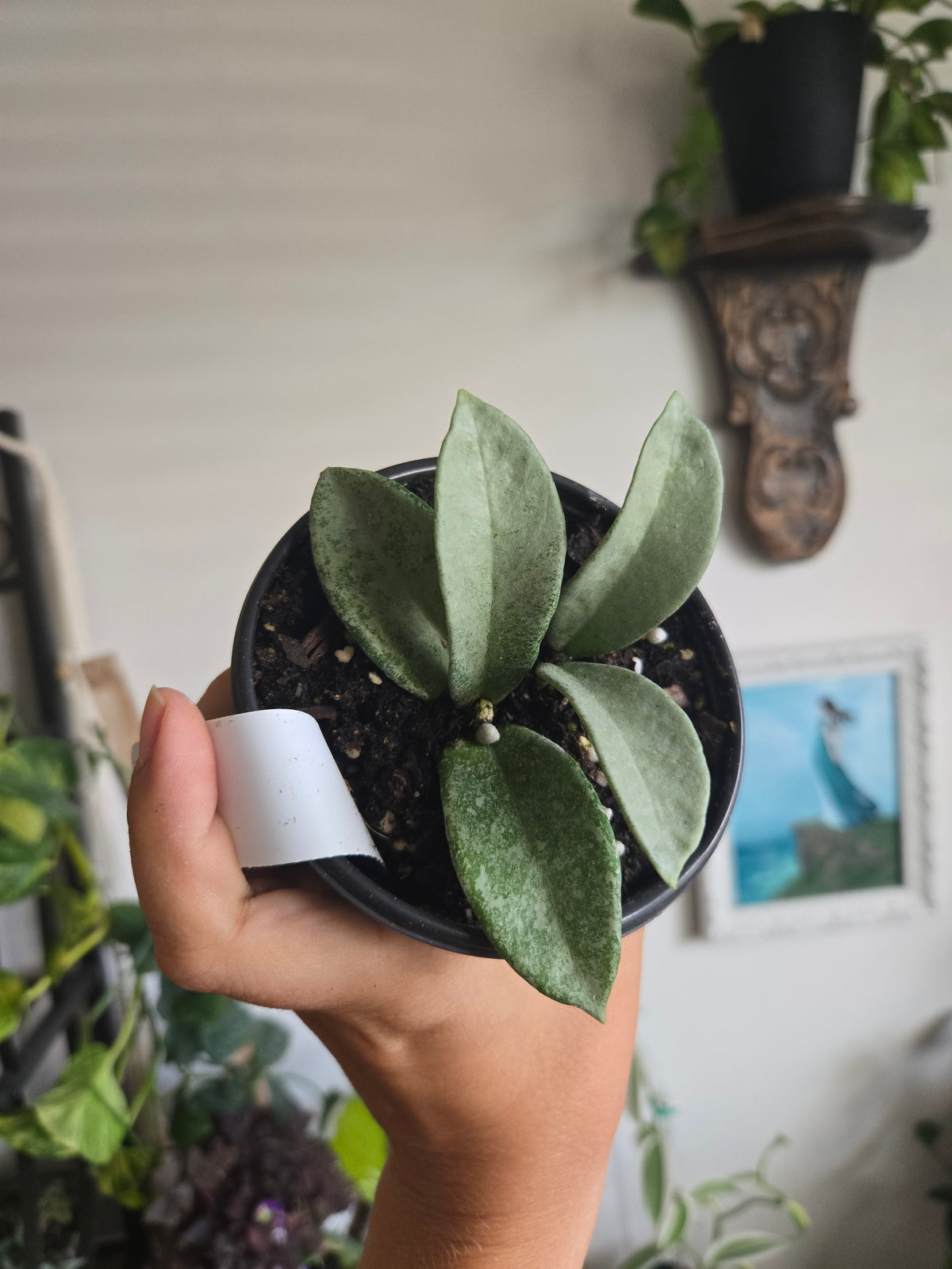 Hoya New Guinea Ghost