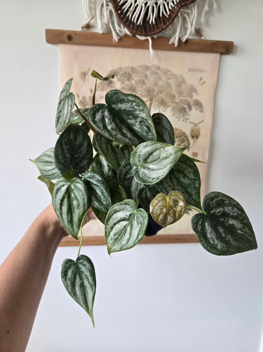 Philodendron Branditianum / Brandi