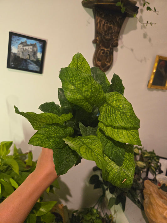Calathea Network