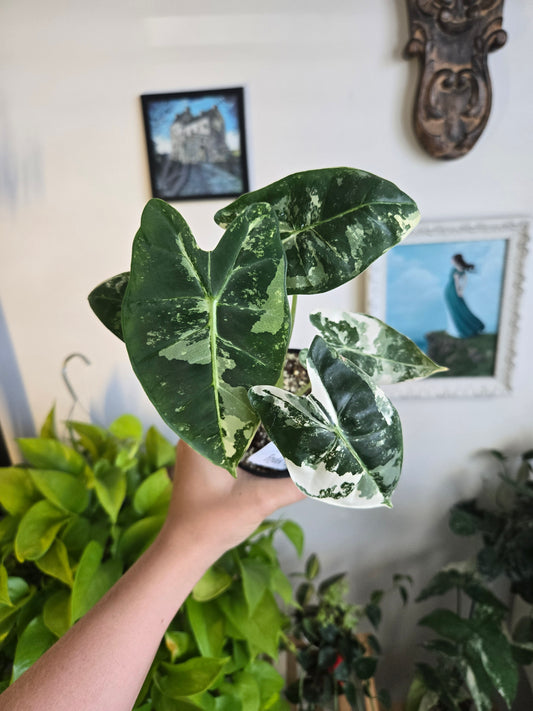 Varigated Alocasia Frydek