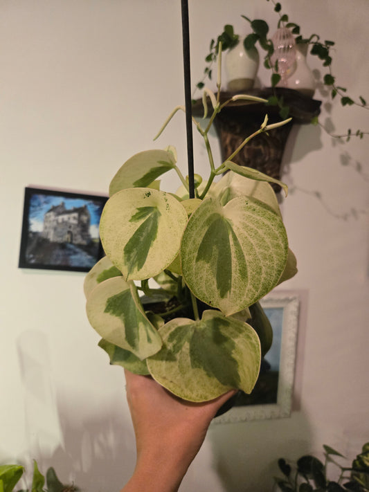 Peperomia Rain Drop Varigated