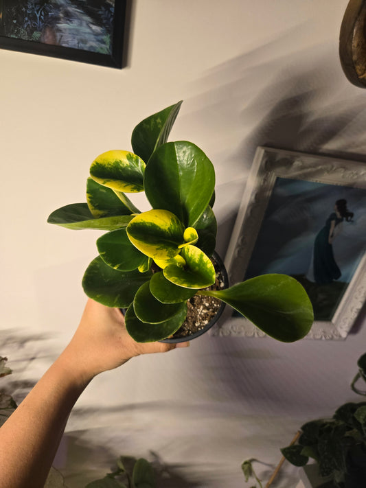 Peperomia Marble