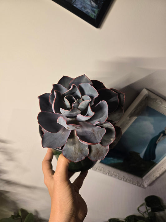 Echeveria Afterglow
