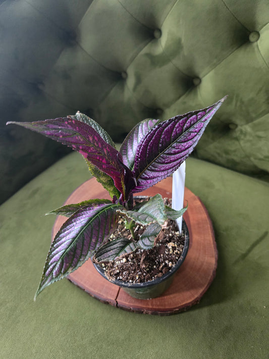 Strobilanthes Persian Shield