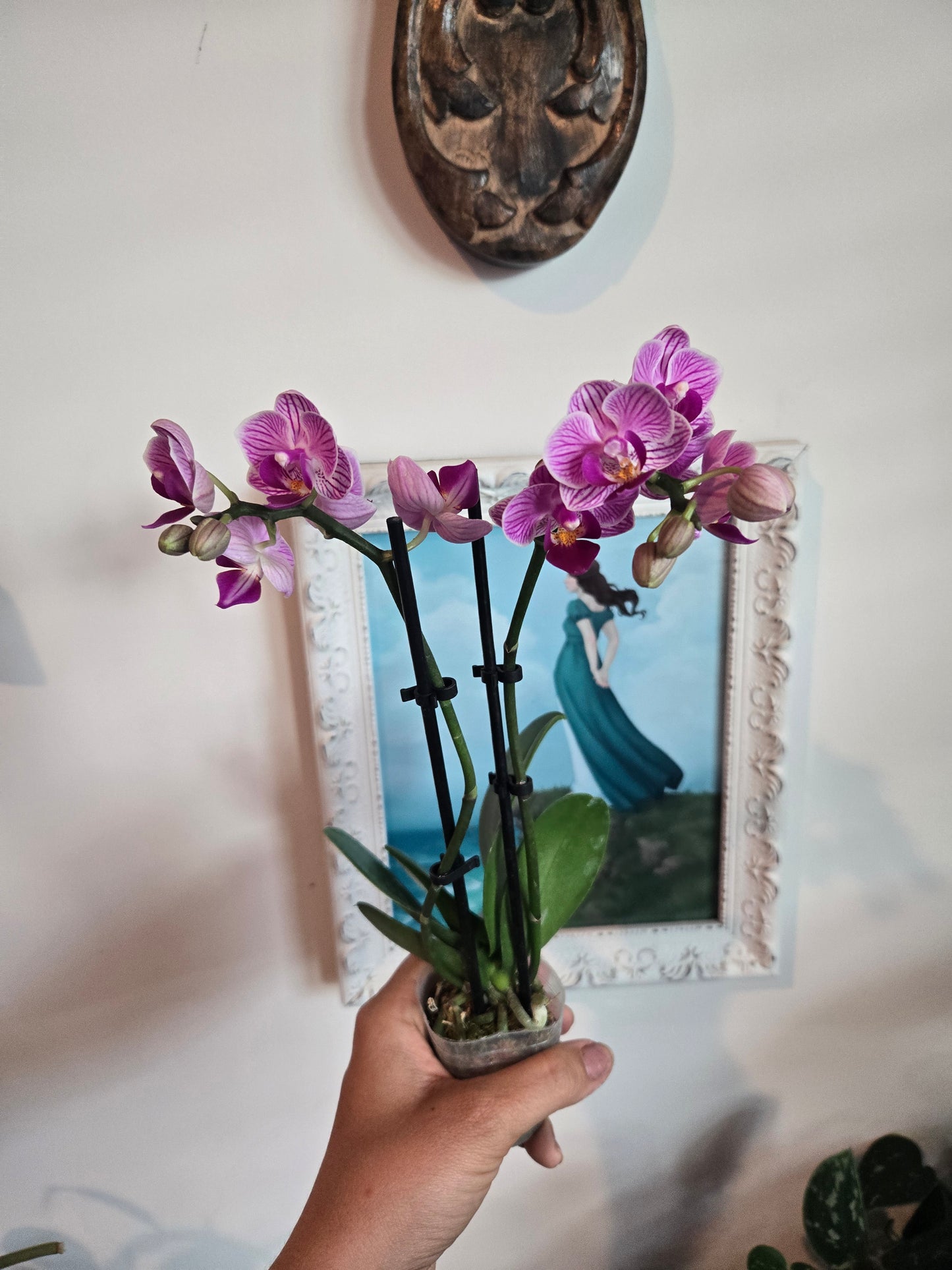 Moth Orchid