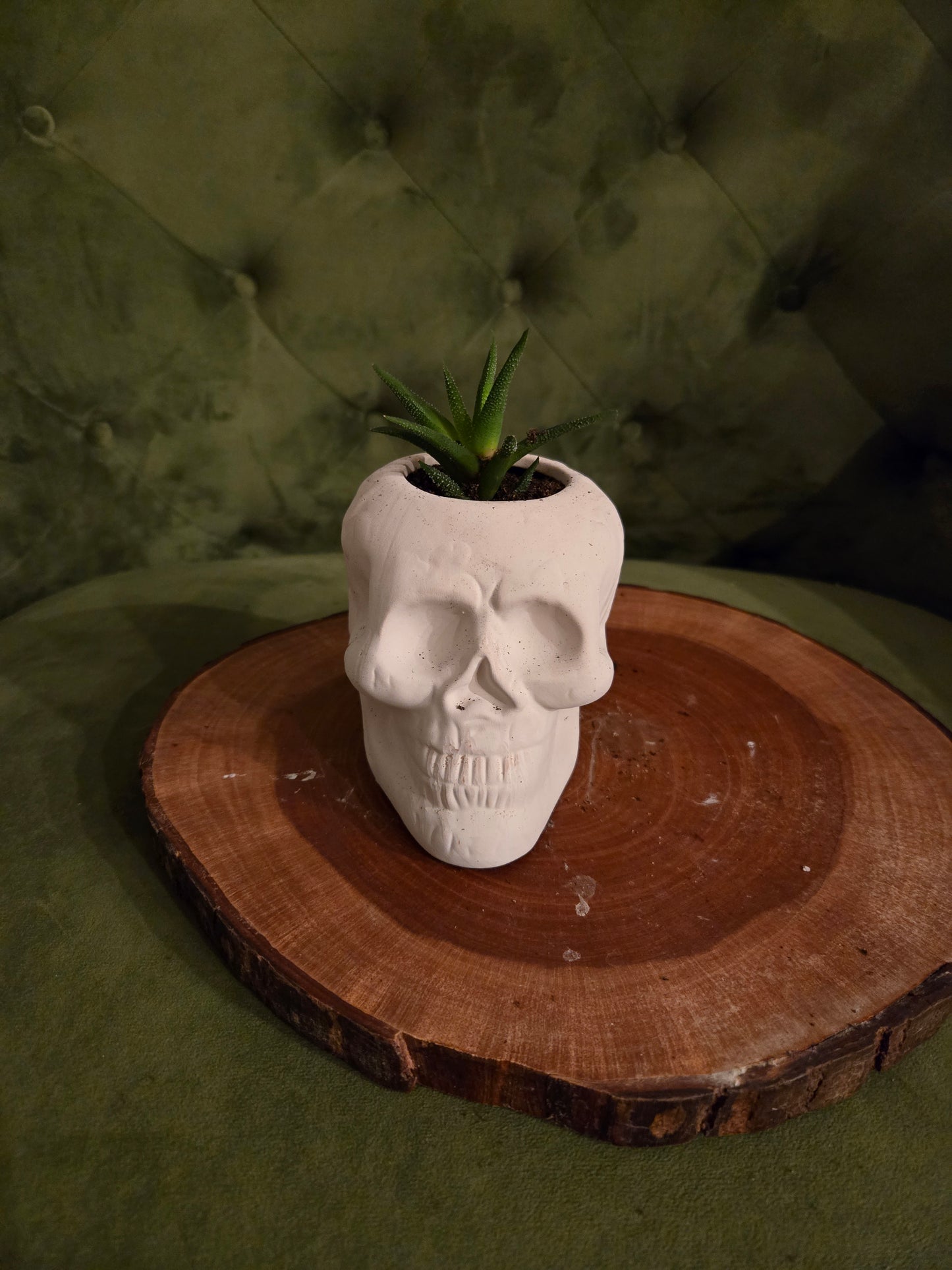 Skull Succulent