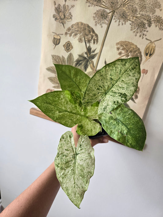 Alocasia Macro Camouflage Variegated Corm