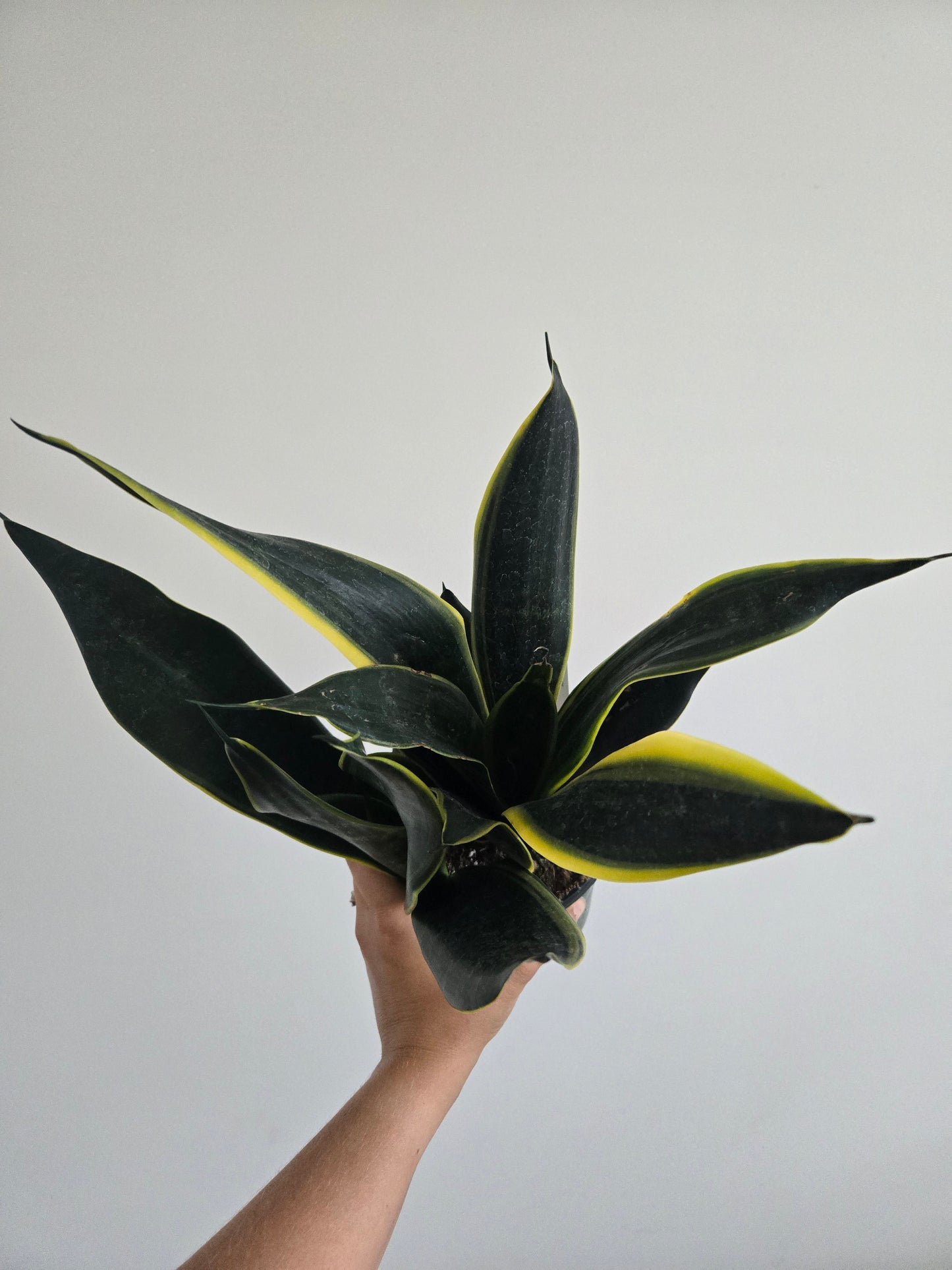 Sansevieria La Rubia