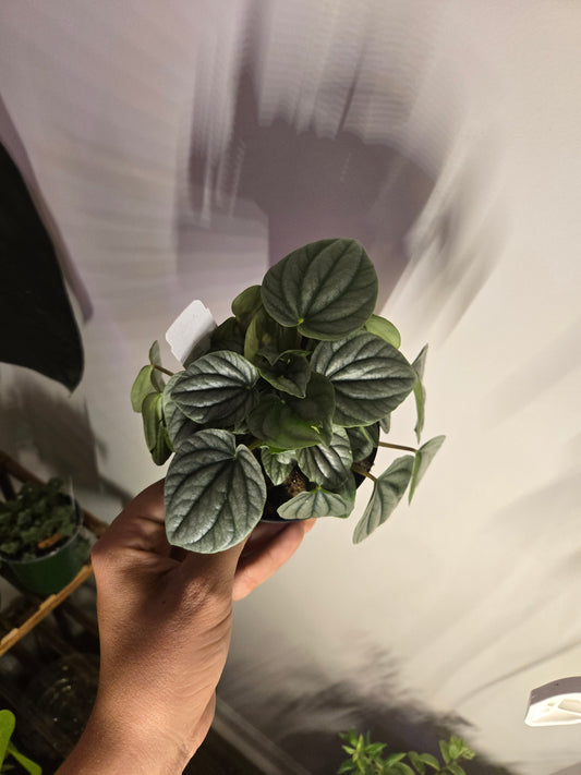 Peperomia Rosso