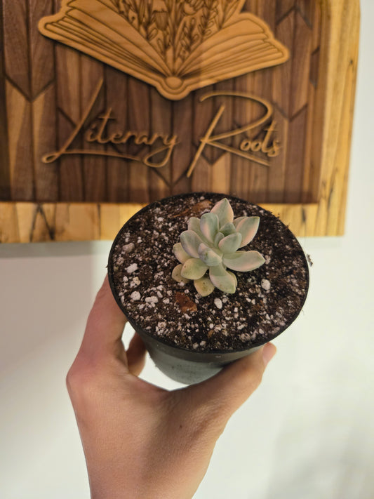 Graptoveria 'Titubans Variegata' Succulent