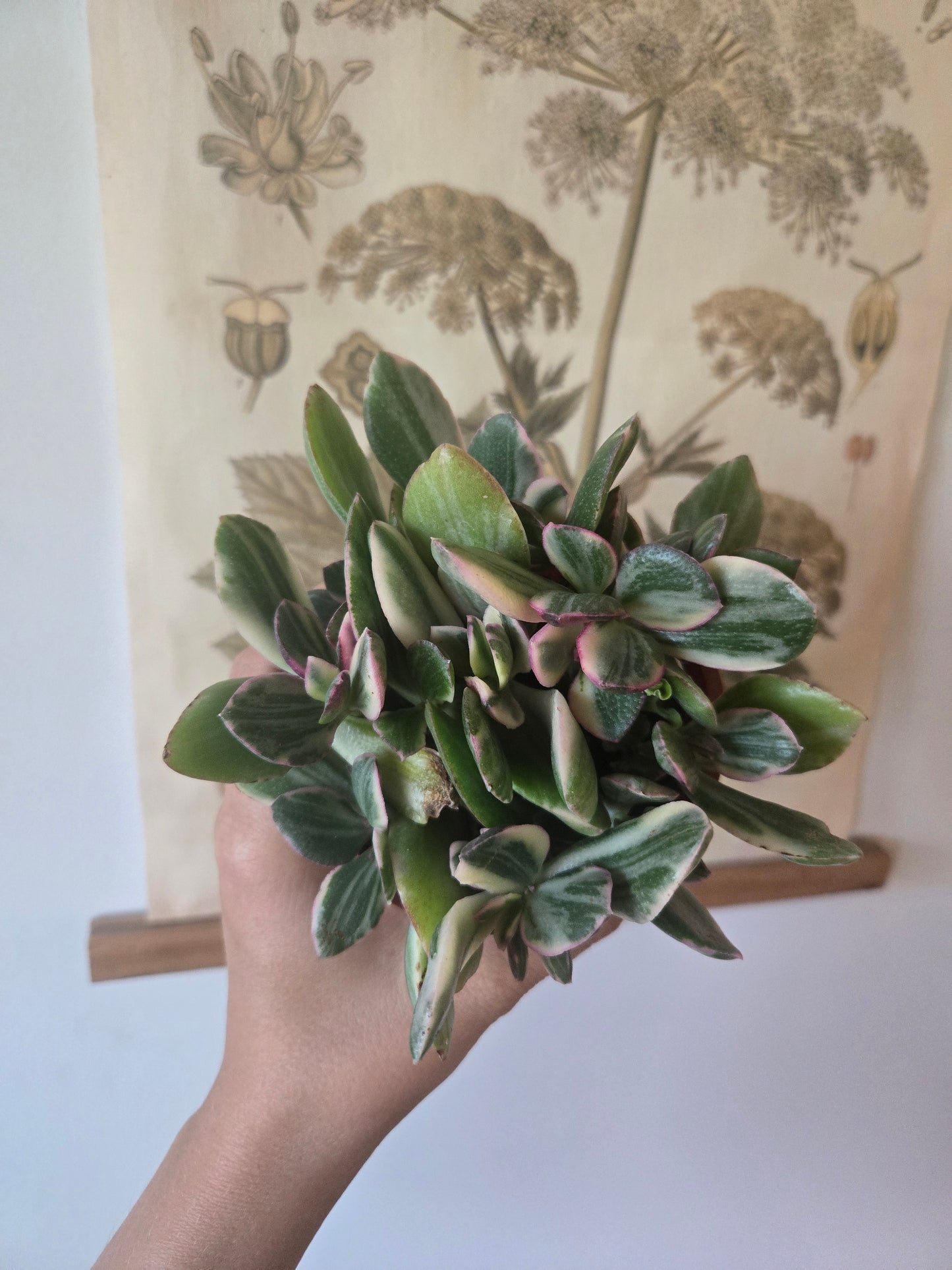 Variegated Jade Succulent