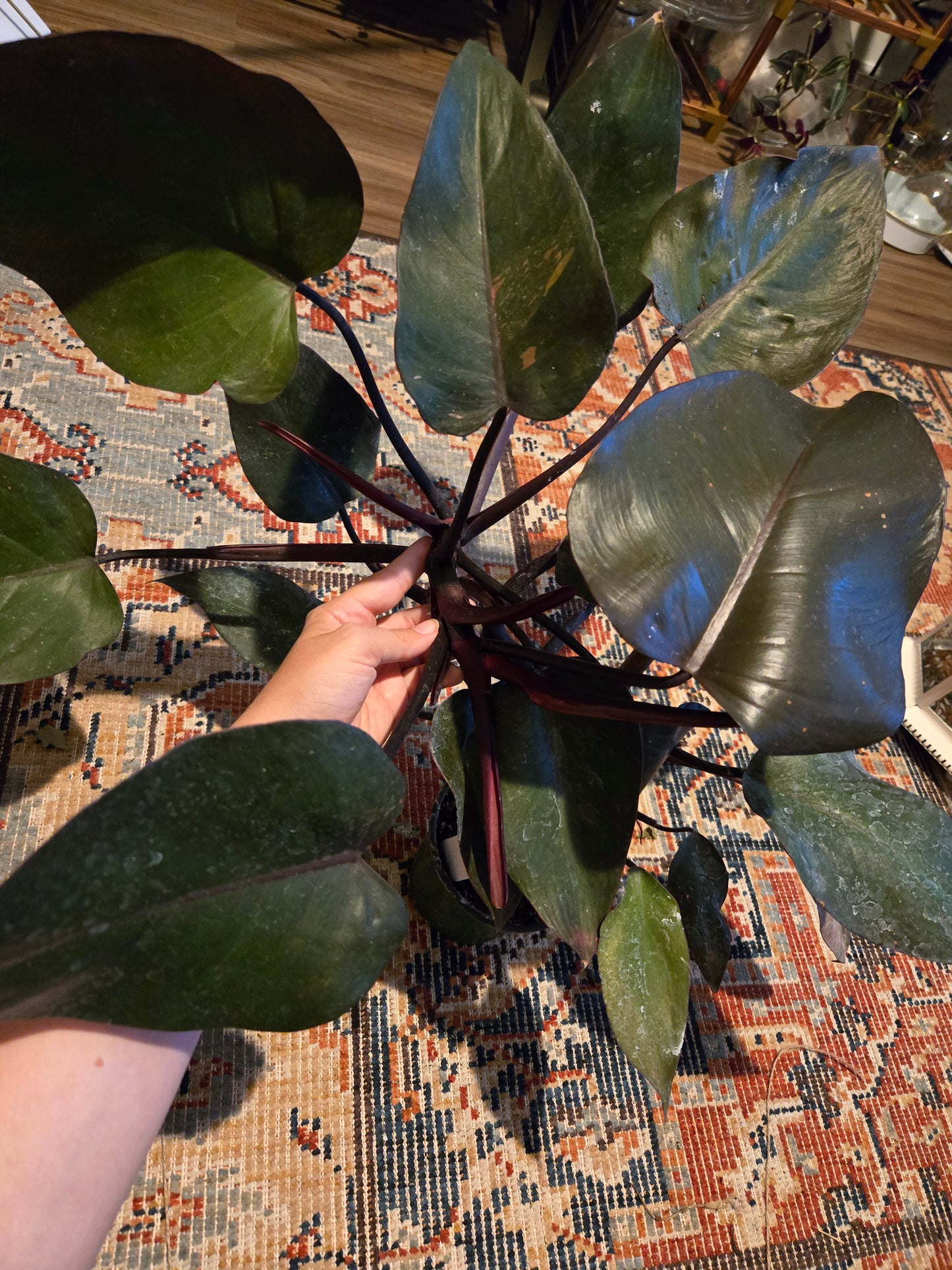 Philodendron "New Red"