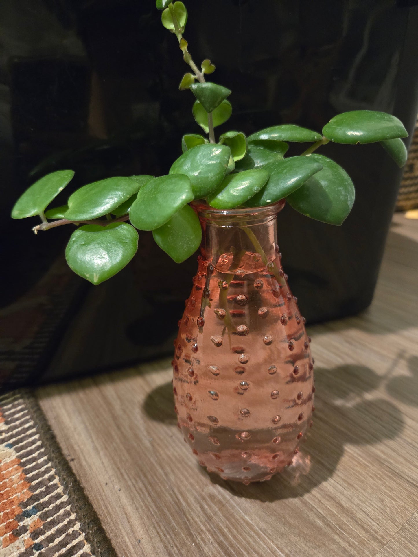 Pink Bubble Mini w/Hoya