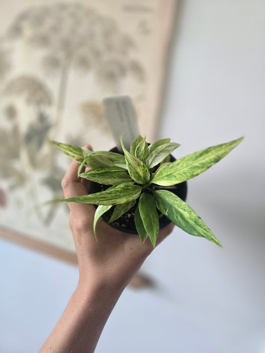Anthurium Vittariiforium Variegated