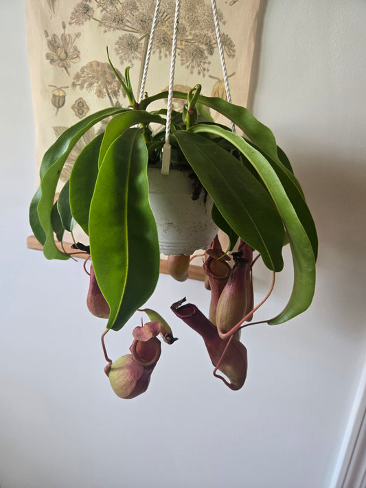 Pitcher Plant
